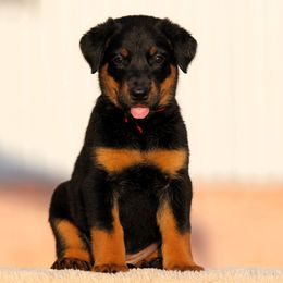 Arwen - 5350 - Black and rust female Beauceron puppy in Rockwall, Texas from Elitehaus