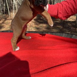 Boxer Puppies from BlueridgeBoxers