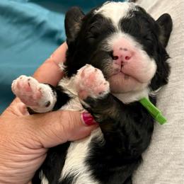 Green boy - Tri-color male Bernedoodle puppy in Lake, Michigan from 3 King Doodles & Poodles