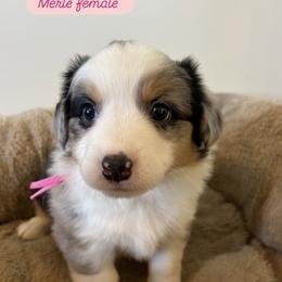 Pink collar - Blue female Companion Cross puppy in Norco, California from JOY Farms