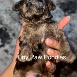 Poodle Puppies from Tiny Toy Poodles