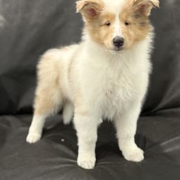 Agatha - Sable merle and white female Collie puppy in Linden, New Jersey from Juan's Biewer Terriers and Collies