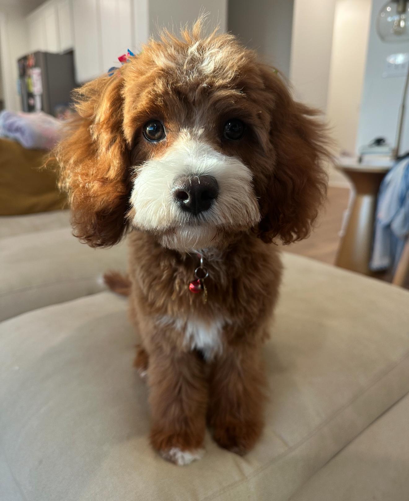 Biscotti