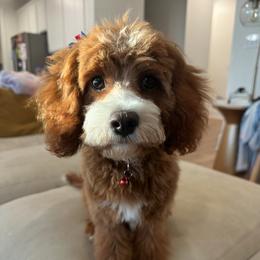 Biscotti - Cavapoo