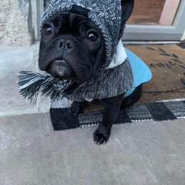 French Bulldog Puppies from Small Town Frenchies
