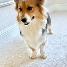 Pembroke Welsh Corgi puppies from Blacktail Mountain Corgis