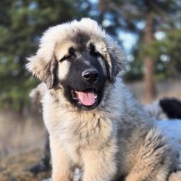 T23 Arcos - Colorado Mountain Dog puppy from Tierhaus 23
