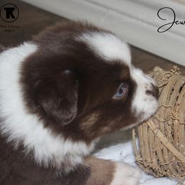 Australian Shepherd, Miniature Australian Shepherd, and Toy Australian Shepherd Puppies from TK Standard, Mini, & Toy Aussies