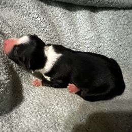 Holly - Black tri-color female Australian Shepherd puppy in Saint Maries, Idaho from North Idaho Aussies