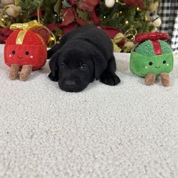 Teal - Black male Labrador Retriever puppy in Kinta, Oklahoma from Beaver Creek Kennels