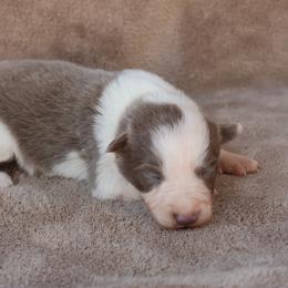 Calera - AKC Reg - Lilac female Border Collie puppy in Courtland, Alabama from C Bar C Ranch Border Collies