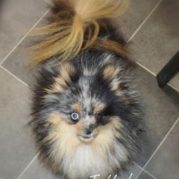 Jellybean - Pomeranian