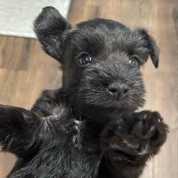 Beatrice - Black female Miniature Schnauzer puppy in Interlachen, Florida from Pam's Schnauzers