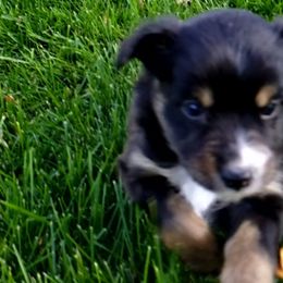 Miniature Australian Shepherd and Toy Australian Shepherd Puppies from Johnson's Australian Shepherds