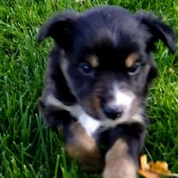 Miniature Australian Shepherd and Toy Australian Shepherd Puppies from Johnson's Australian Shepherds