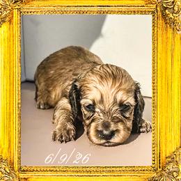 Queen Mary - Cream female Dachshund puppy in Splendora, Texas from Ram’s Kennels