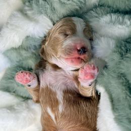 Canaan - Red  male Goldendoodle puppy in Knoxville, Tennessee from Graystone Doodles