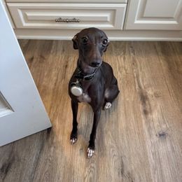Vitani - White and black female Italian Greyhound puppy in Fredonia, Arizona from Black Hill Italian Greyhounds