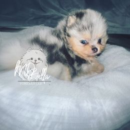 Pomeranian Puppies from MD Bella Pomeranian
