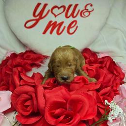 Lucas - Apricot male Goldendoodle puppy in Georgetown, Tennessee from Georgetown Designer Puppies