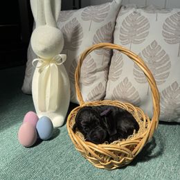 Girl 3 - Giant Schnauzer puppy in Sharonville, Ohio from Queen City Giant Schnauzers