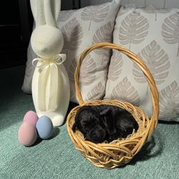 Girl 3 - Giant Schnauzer puppy in Sharonville, Ohio from Queen City Giant Schnauzers