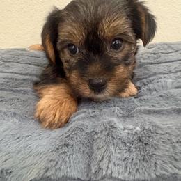 Sherlock - Black and tan male Yorkshire Terrier puppy in Malvern, Arkansas from Sweet as dessert puppies
