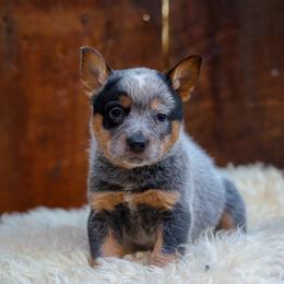 Whistle - Blue speckled male Australian Cattle Dog puppy in Gatlinburg, Tennessee from Greenbrier