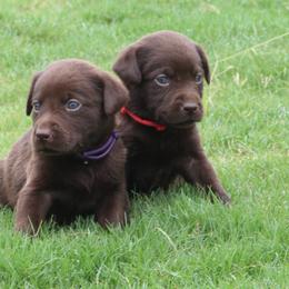 Girl 2 Chocolate - Chocolate female Labrador Retriever puppy in Four Oaks, North Carolina from TLC Retrievers