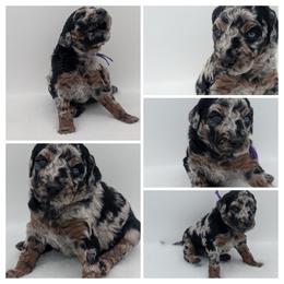 Purple Girl - Silver female Whoodle puppy in Kalispell, Montana from Countryman Whoodles