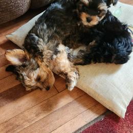 Yorkshire Terrier Puppies from Kathy's little yorkies