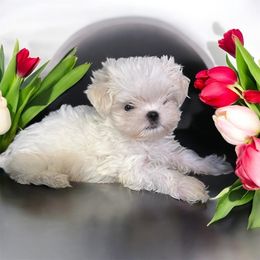 Bronson - White male Maltese puppy in Mooresville, North Carolina from Clearview Canines