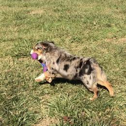 Miniature Australian Shepherd and Toy Australian Shepherd Puppies from Quarter Creek Stockdogs & Mini/Toy Australian Shepherds