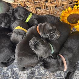 Labrador Retriever puppies from Northwest Cairn Terriers