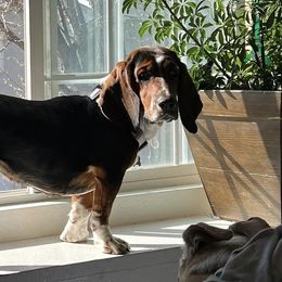 Basset Hounds and Cocker Spaniels from Aylor Farm Puppies