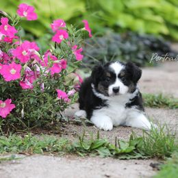 Miniature Australian Shepherd Puppies from ELVF Mini Aussies