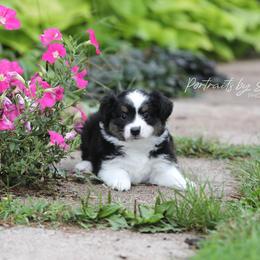 Miniature Australian Shepherd Puppies from ELVF Mini Aussies