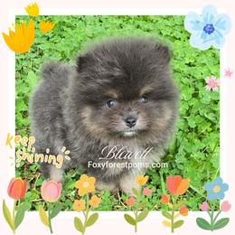 Blewett - Blue and tan male Pomeranian puppy in Eatonville, Washington from Foxy Forest Poms