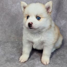 Pomsky Puppies from Pomsky Florida