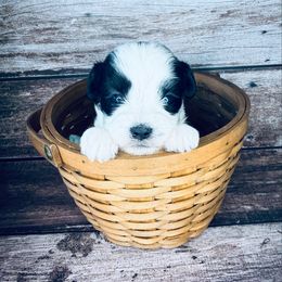 River - Black and white female Mal-Shi puppy in Tampa Bay, Florida from Woodpecker Ridge Pups