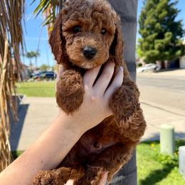 Blue Collar - Red male Assorted Doodle Crosses puppy in Marysville, California from Dailey Doodles and Dachshunds