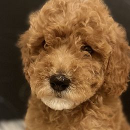 Girl 1 - Apricot Goldendoodle puppy in Lancaster, South Carolina from MJ's Designer Doodles