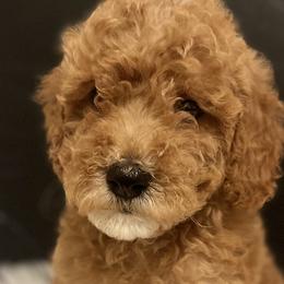Girl 1 - Apricot Goldendoodle puppy in Lancaster, South Carolina from MJ's Designer Doodles