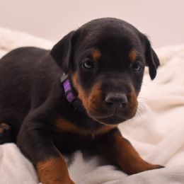 Purple collar female. - Black and rust female Doberman Pinscher puppy in Lafayette, Louisiana from Indah Lux Dobermans