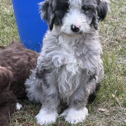 Teddy - Blue merle male Aussiedoodle puppy in Four Oaks, North Carolina from RoseWest Farms