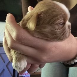 Boy 2 - male Shih Tzu puppy in Green Valley Lake, California from All American Shih Tzu Puppies