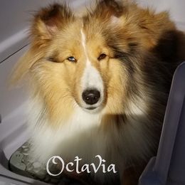 Octavia - Shetland Sheepdog