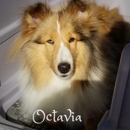 Octavia - Shetland Sheepdog