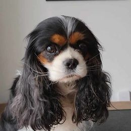 Addie - Cavalier King Charles Spaniel