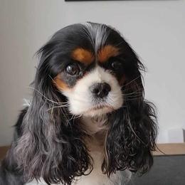 Addie - Cavalier King Charles Spaniel